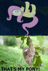 Size: 651x961 | Tagged: safe, edit, edited screencap, screencap, fluttershy, pegasus, pony, sloth, 28 pranks later, g4, behaving like a sloth, comparison, faic, female, gritted teeth, hanging, irl, looking at you, mare, meme, photo, scared, that's my pony, that's my x, tree, wavy mouth, wide eyes