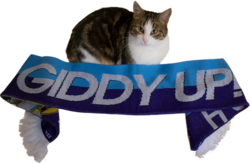 Size: 758x494 | Tagged: safe, cat, /mlp/, 4chan cup, 4chan cup scarf, barely pony related, clothes, giddy up, irl, irl cat, photo, scarf
