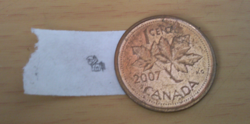 Size: 2584x1281 | Tagged: safe, artist:capital-asterisk, oc, oc only, oc:semantic airor, blurry, canada, coin, micro, newbie artist training grounds, penny, scale, smol, solo