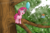 Size: 1500x975 | Tagged: safe, artist:athlete-grizzle, pinkie pie, rainbow dash, g4, balloon, tree