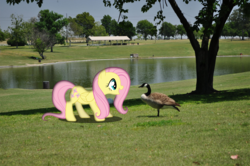 Size: 1200x797 | Tagged: safe, artist:harvydraws, fluttershy, bird, canada goose, goose, pegasus, pony, g4, animal, cute, female, happy, irl, lake, mare, open mouth, park, photo, ponies in real life, shyabetes, smiling, solo, vector
