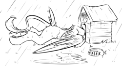 Size: 3911x2137 | Tagged: safe, artist:ralek, oc, oc only, oc:ralek, griffon, doghouse, high res, monochrome, paws, pet bowl, puddle, rain, solo, tail feathers, wings