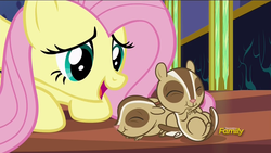 Size: 1280x720 | Tagged: safe, screencap, fluttershy, chipmunk, pegasus, pony, every little thing she does, g4, cute, discovery family logo, female, mare, open mouth, shyabetes, smiling