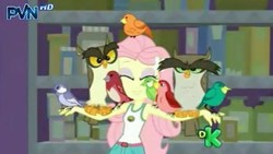 Size: 426x240 | Tagged: safe, screencap, constance, fluttershy, bird, owl, songbird, equestria girls, g4, my little pony equestria girls: legend of everfree, discovery kids, eyes closed, female, outstretched arms, perching