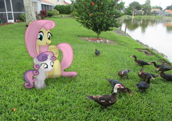 Size: 1320x928 | Tagged: safe, artist:riniginianna, fluttershy, sweetie belle, bird, duck, pegasus, pony, unicorn, g4, animal, building, cute, diasweetes, female, filly, flock, irl, male, mare, muscovy duck, photo, ponies in real life, tree, vector, water