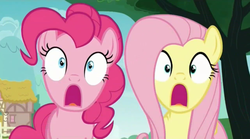 Size: 1277x711 | Tagged: safe, screencap, fluttershy, pinkie pie, pony, buckball season, g4, shocked