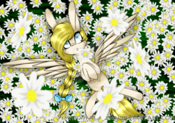 Size: 1024x715 | Tagged: safe, artist:symphstudio, oc, oc only, pegasus, pony, chamomile, flower, solo, spread wings