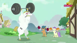 Size: 1280x710 | Tagged: safe, screencap, alula, bluegrass, bulk biceps, pluto, earth pony, pegasus, pony, g4, the fault in our cutie marks, barbell, bipedal, colt, cutie mark, female, filly, hoof hold, male, minimini, ponyville, stallion, weights