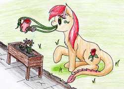 Size: 2412x1741 | Tagged: safe, artist:40kponyguy, derpibooru exclusive, roseluck, monster pony, original species, tatzlpony, g4, chest fluff, female, flower, mare, raised hoof, simple background, sitting, solo, tatzlrose, traditional art, watering, watering can