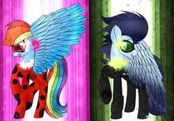 Size: 1024x712 | Tagged: dead source, safe, artist:northlights8, rainbow dash, soarin', pony, g4, chat noir, colored wings, colored wingtips, crossover, ladybug (miraculous ladybug), male, miraculous ladybug, ship:soarindash, shipping, straight, transformation