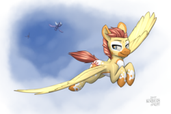 Size: 1920x1280 | Tagged: safe, artist:northernsprint, oc, oc only, oc:sunstrider, pegasus, pony, flying, northernsprints warmup raffles, racing