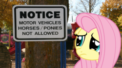 Size: 771x434 | Tagged: safe, artist:kingbilly97, edit, fluttershy, pony, g4, female, irl, mare, notice, photo, ponies in real life, sad, solo