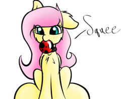 Size: 3800x3000 | Tagged: safe, artist:scarrly, fluttershy, ladybug, pegasus, pony, g4, ball, blushing, collar, cute, female, fluffy, high res, mouth hold, pony pet, shyabetes, simple background, solo, squee, white background