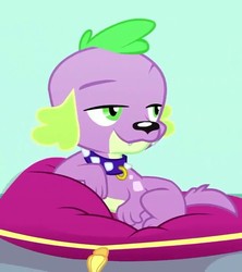 Size: 640x720 | Tagged: safe, screencap, spike, spike the regular dog, dog, equestria girls, g4, my little pony equestria girls: summertime shorts, pet project, paws, pillow, puppy, raised eyebrow, smiling, smug