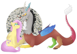 Size: 1500x1050 | Tagged: safe, artist:utauchi, discord, fluttershy, draconequus, pony, g4, daisy (flower), eye contact, female, folded wings, looking at each other, male, ship:discoshy, shipping, simple background, sitting, straight, transparent background, wings