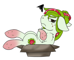Size: 705x571 | Tagged: safe, artist:alises-adopts, oc, oc only, oc:watermelana, pony, angry, annoyed, arm fluff, box, chest fluff, crossed arms, crossed hooves, floppy ears, food, freckles, frown, glare, gradient hooves, if i fits i sits, leg fluff, looking at you, miffed, on back, ponified, pony in a box, shoulder fluff, simple background, solo, unamused, white background