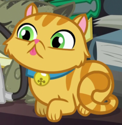 Size: 500x515 | Tagged: safe, screencap, derp cat, cat, g4, pinkie apple pie, :p, bell, bell collar, collar, cropped, dust cat, goldie delicious' cats, prone, solo, tongue out