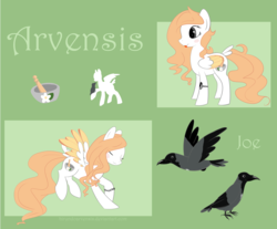 Size: 1900x1574 | Tagged: safe, artist:hirundoarvensis, oc, oc only, oc:arvensis, oc:joe the crow, bird, crow, hooded crow, pegasus, pony, bracelet, colored wings, colored wingtips, female, jewelry, mare, mortar and pestle, pet, pet oc, reference sheet, solo, yin-yang