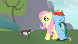 Size: 900x506 | Tagged: safe, artist:arcgaming91, fluttershy, rainbow dash, hyracotherium, pegasus, pony, g4