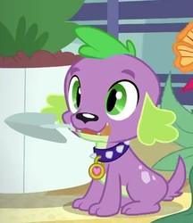 Size: 570x661 | Tagged: safe, screencap, spike, spike the regular dog, dog, equestria girls, g4, my little pony equestria girls: better together, my little shop of horrors, cropped, male, mouth hold, paws, puppy, smiling, solo, trowel