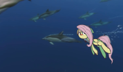 Size: 1218x712 | Tagged: safe, artist:lilboulder, fluttershy, dolphin, pegasus, pony, g4, blushing, female, frown, looking at you, mare, meme, messy mane, ocean, shooting stars, swimming, underwater, watershy