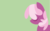 Size: 1636x1021 | Tagged: safe, artist:anonymousnekodos, cheerilee, earth pony, pony, g4, bust, eyes closed, female, green background, lineless, mare, minimalist, modern art, portrait, simple background, solo, wallpaper