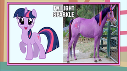 Size: 1366x768 | Tagged: safe, twilight sparkle, horse, g4, hoers, image macro, irl, irl horse, meme, photo, photoshop, recolored hoers, wat, youtube link