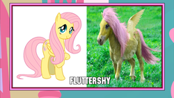 Size: 1366x768 | Tagged: safe, fluttershy, g4, image macro, meme, wat