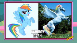 Size: 1366x768 | Tagged: safe, rainbow dash, horse, g4, hoers, image macro, irl, irl horse, meme, photo, photoshop, recolored hoers, wat