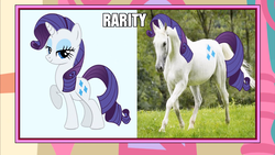 Size: 1366x768 | Tagged: safe, rarity, horse, g4, hoers, image macro, irl, irl horse, meme, photo, photoshop, recolored hoers, wat