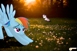 Size: 5196x3464 | Tagged: safe, artist:potato22, rainbow dash, sweetie belle, pegasus, pony, unicorn, g4, copyright, credits, duo, forest, irl, iwtcird, meme, photo, ponies in real life