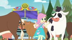 Size: 1920x1080 | Tagged: safe, screencap, fluttershy, cow, equestria girls, g4, my little pony equestria girls: better together, road trippin, female, holstein, tour bus, udder