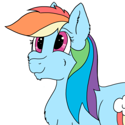 Size: 2000x2000 | Tagged: safe, artist:dashiie, derpibooru exclusive, rainbow dash, pony, g4, chest fluff, chin fluff, cutie mark, ear fluff, female, fluffy, high res, simple background, solo, transparent background