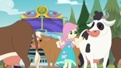 Size: 1280x720 | Tagged: safe, screencap, fluttershy, cow, equestria girls, g4, my little pony equestria girls: better together, road trippin, female, holstein, teats, tour bus, udder