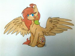 Size: 720x540 | Tagged: safe, artist:shiro-roo, oc, oc only, pegasus, pony, chest fluff, simple background, sitting, solo, spread wings, traditional art, white background, wings