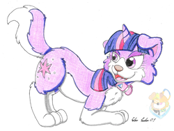 Size: 1105x830 | Tagged: safe, artist:silversimba01, twilight sparkle, collie, dog, pony, unicorn, g4, dogified, female, simple background, species swap, traditional art, twilight barkle, white background
