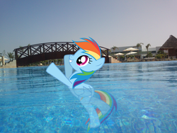 Size: 1024x768 | Tagged: safe, artist:worldwolfcorn, rainbow dash, pony, g4, irl, morocco, photo, ponies in real life, solo, swimming, water