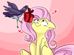Size: 640x480 | Tagged: safe, artist:pinkymynery2212, fluttershy, bird, pegasus, pony, g4, blushing, crack shipping, crossover, crossover shipping, cute, floppy ears, flutterdove, flying, gift giving, heart, heart eyes, lol, looking up, mouth hold, present, shipping, shivering, shyabetes, sitting, smiling, trash dove, valentine's day, wat, wide eyes, wingding eyes