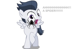 Size: 1024x673 | Tagged: safe, artist:jawsandgumballfan24, edit, vector edit, rumble, pegasus, pony, spider, g4, arachnophobia, colt, dialogue, foal, male, open mouth, shocked, shocked expression, simple background, solo, vector, white background