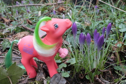 Size: 4272x2848 | Tagged: safe, artist:flicksi, d.j. (g1), pony, g1, crocus, flower, high res, irl, photo, solo, toy