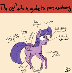 Size: 1704x1708 | Tagged: safe, artist:post-it, twilight sparkle, alicorn, pony, g4, anatomy, anatomy guide, colored, female, solo, the definitive guide to pony anatomy, twilight sparkle (alicorn)