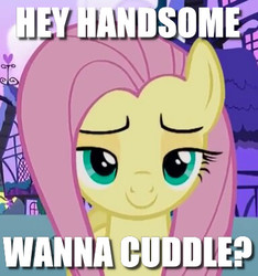 Size: 384x411 | Tagged: safe, edit, edited screencap, screencap, fluttershy, pegasus, pony, flutter brutter, g4, bronybait, cropped, female, image macro, innocent, lidded eyes, looking at you, meme, solo