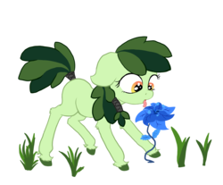 Size: 2529x2097 | Tagged: safe, artist:paskanaakka, derpibooru exclusive, oc, oc only, oc:sweetleaf, earth pony, pony, bad idea, colored hooves, female, filly, floppy ears, flower, grass, high res, imminent darwin award, licking, open mouth, poison joke, simple background, solo, tail wrap, this will end in laughs, this will end in tears and/or death, tongue out, too dumb to live, transparent background, unshorn fetlocks