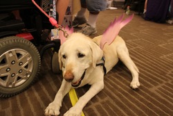 Size: 4898x3265 | Tagged: safe, derpibooru exclusive, photographer:lablayers, princess cadance, dog, labrador retriever, pegasus, pony, fillycon, g4, clothes, cosplay, costume, fillycon 2016, high res, irl, leash, photo, service dog