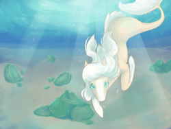 Size: 1600x1200 | Tagged: safe, artist:carousel~, oc, oc only, oc:sand dollar, seapony (g4), looking at you, ocean, solo, swimming, underwater