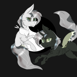 Size: 2560x2560 | Tagged: safe, artist:brokensilence, oc, oc only, oc:canicus, changeling, changelingified, clothes, dark background, duo, high res, scarf, species swap, yin-yang