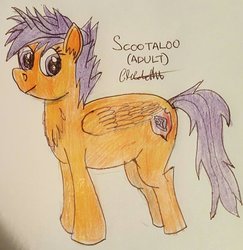 Size: 882x906 | Tagged: safe, artist:rapidsnap, scootaloo, pegasus, pony, g4, adult, chest fluff, female, solo, traditional art