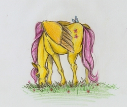 Size: 1371x1158 | Tagged: safe, artist:ciumostwo, fluttershy, butterfly, horse, g4, female, grazing, herbivore, horses doing horse things, solo, traditional art