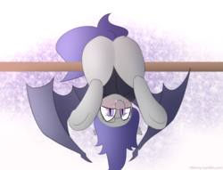 Size: 1280x977 | Tagged: safe, artist:n0nnny, oc, oc only, oc:dusk rhine, bat pony, pony, blushing, butt, clothes, cute, fangs, glasses, hanging, happy, hoodie, looking at you, male, plot, smiling, solo, stallion, upside down