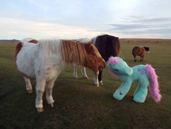 Size: 1280x960 | Tagged: safe, minty, horse, g3, hasbro, horse-pony interaction, irl, irl horse, life size, photo, plushie